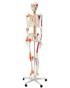 esqueleto_humano_de_1_70_cm_de_altura_aproximadamente_articula_es_com_ligamentos_e_inser_es_muscular