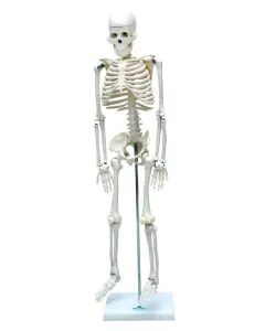 esqueleto_humano_de_85_cm_com_haste_e_suporte_1_.jpg