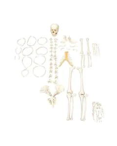 esqueleto_humano_desarticulado.jpg