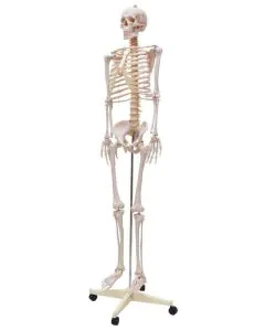 Esqueleto Humano Padrão de 170cm com Haste com suporte e rodas