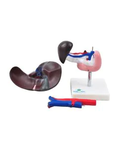 Fígado, Vesicular Biliar, Estômago, Pâncreas, Baço e Duodeno em 6 Partes