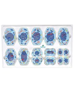 meiose_em_10_partes.jpg