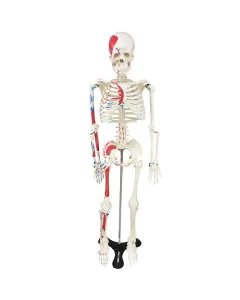 Esqueleto Humano 85 cm de Altura c/ Origens e Inserções Musculares e Haste c/ Suporte