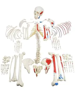 Esqueleto Humano Desarticulado c/ Origens e Inserções Musculares