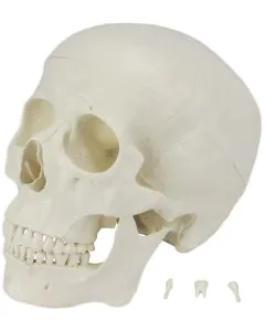 Crânio Humano c/ Mandíbula Móvel e Dentes Extraíveis em 6 Partes