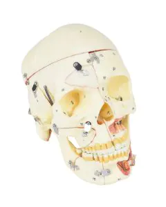 Crânio Humano Adulto c/ Mandíbula, Vasos e Nervos em 10 partes