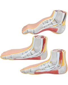 Modelo anatômico dos Pés (Normal – Chato – Curvo)
