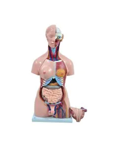 Torso Adulto Bissexual com Abertura nas costas de 85 cm com 24 Partes