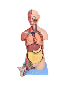 Torso Bissexual Muscular Luxo de 85cm c/ Órgãos Interno em 32 Partes