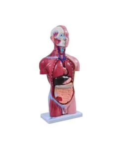 Torso Masculino de 42 cm com 13 Partes
