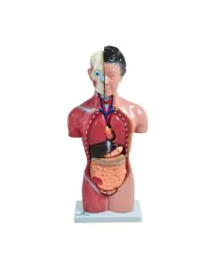 Torso Feminino de 42 cm com 15 Partes