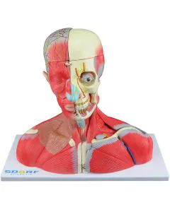 Cabeça, Pescoço e parte do Tronco Musculados em 19 partes