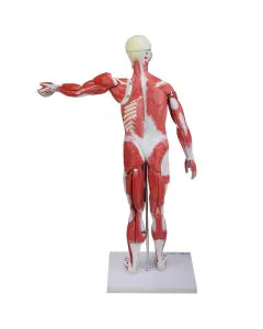 Figura Muscular Assexuada de 80cm c/ Órgãos Internos em 27 Partes