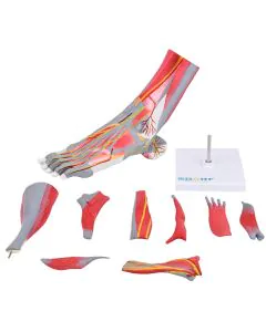 Pé Musculado em Tamanho Real em 9 Partes