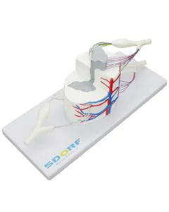 Medula Espinhal Ampliada