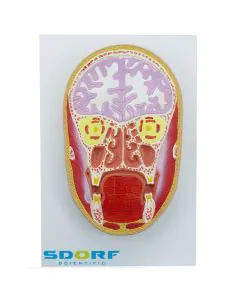 Secção Frontal e Mediana da Cabeça