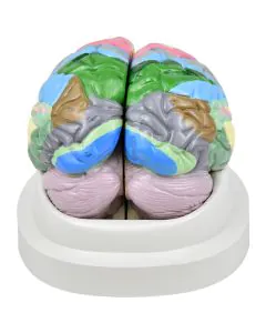 Cérebro Neuro-anatômico colorido em 2 Partes