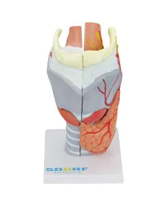 Laringe Humana Ampliada com Cartilagem em 5 partes