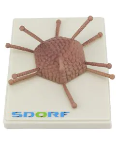 sd-5077_1_.jpg