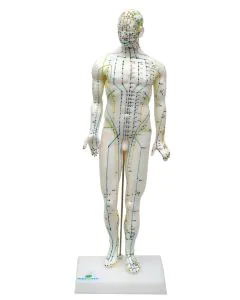 Modelo de Acupuntura Masculino de 50cm