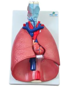 sistema_respirat_rio_em_7_partes_1.jpg