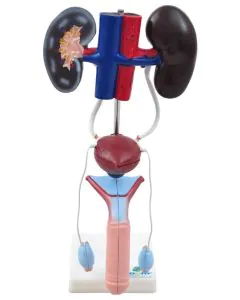 sistema_urin_rio_masculino_em_9_partes.jpg